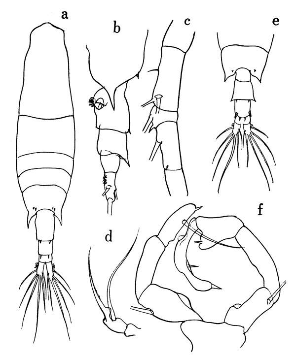 Espèce Acartia (Odontacartia) pacifica - Planche 2 de figures morphologiques