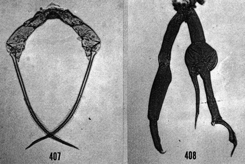 Espèce Scottocalanus persecans - Planche 12 de figures morphologiques