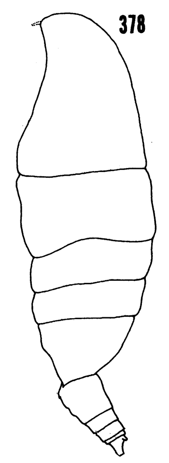 Espce Scolecitrichopsis ctenopus - Planche 8 de figures morphologiques