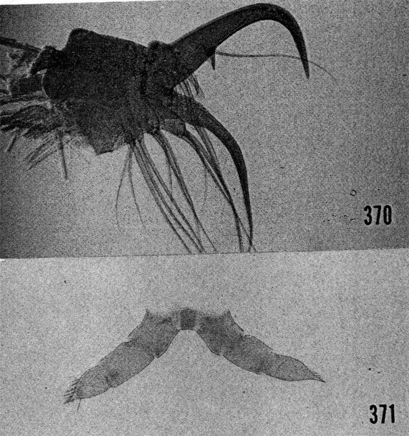 Species Cornucalanus chelifer - Plate 19 of morphological figures
