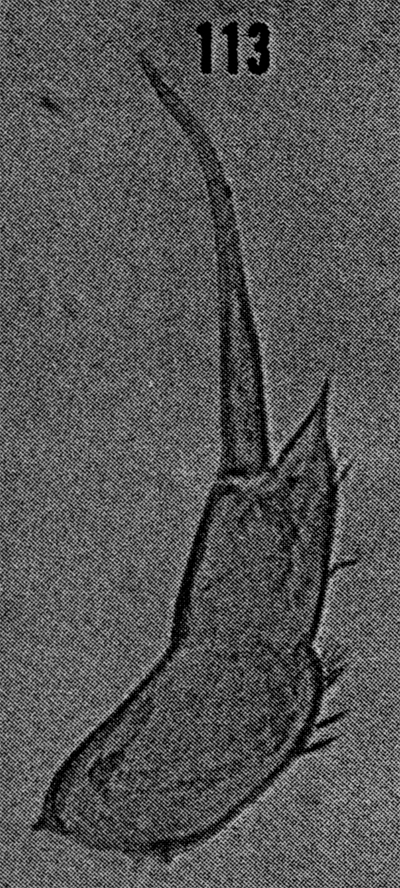 Espce Scolecitrichopsis ctenopus - Planche 9 de figures morphologiques