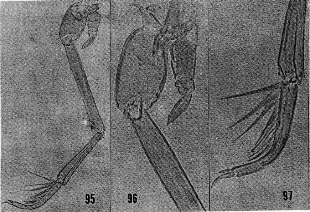 Espce Scolecitrichopsis ctenopus - Planche 10 de figures morphologiques