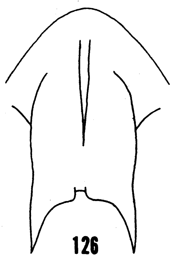 Espce Aetideus giesbrechti - Planche 24 de figures morphologiques