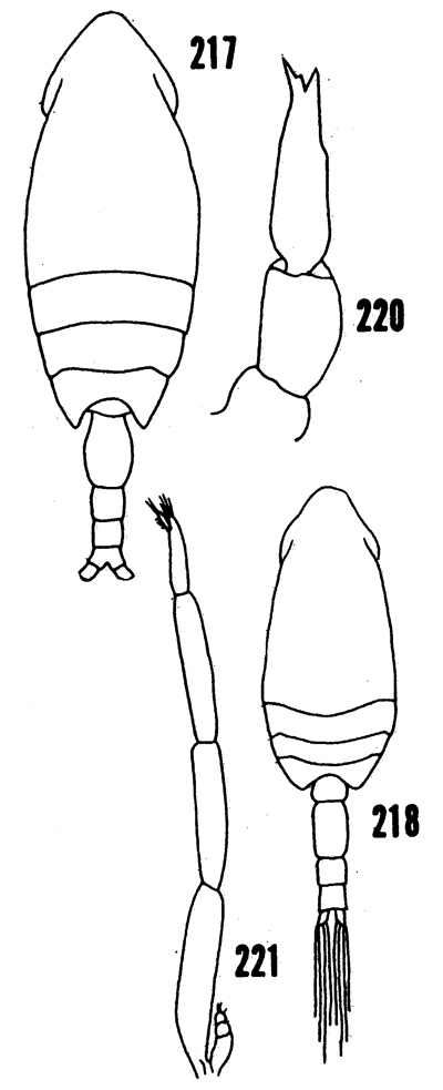 Espèce Clausocalanus arcuicornis - Planche 20 de figures morphologiques