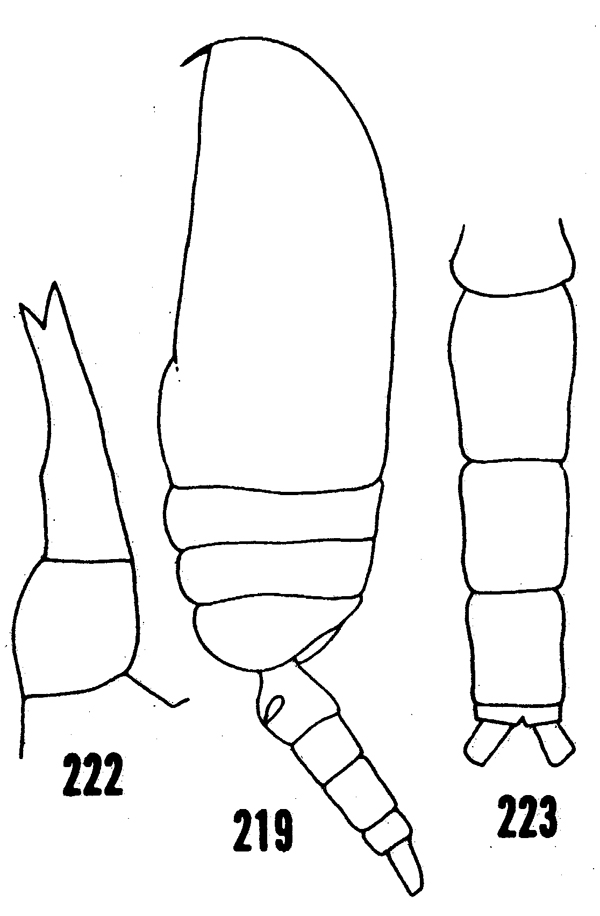 Espèce Clausocalanus furcatus - Planche 15 de figures morphologiques