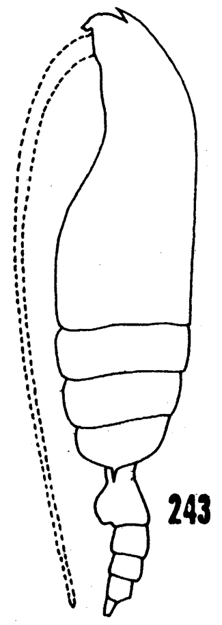 Species Gaetanus kruppii - Plate 15 of morphological figures