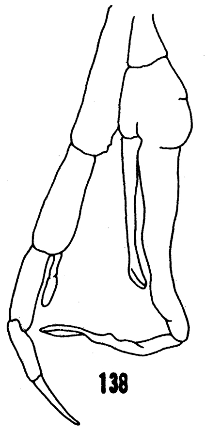 Espce Valdiviella brevicornis - Planche 6 de figures morphologiques