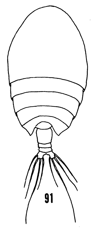 Espce Phaenna spinifera - Planche 21 de figures morphologiques