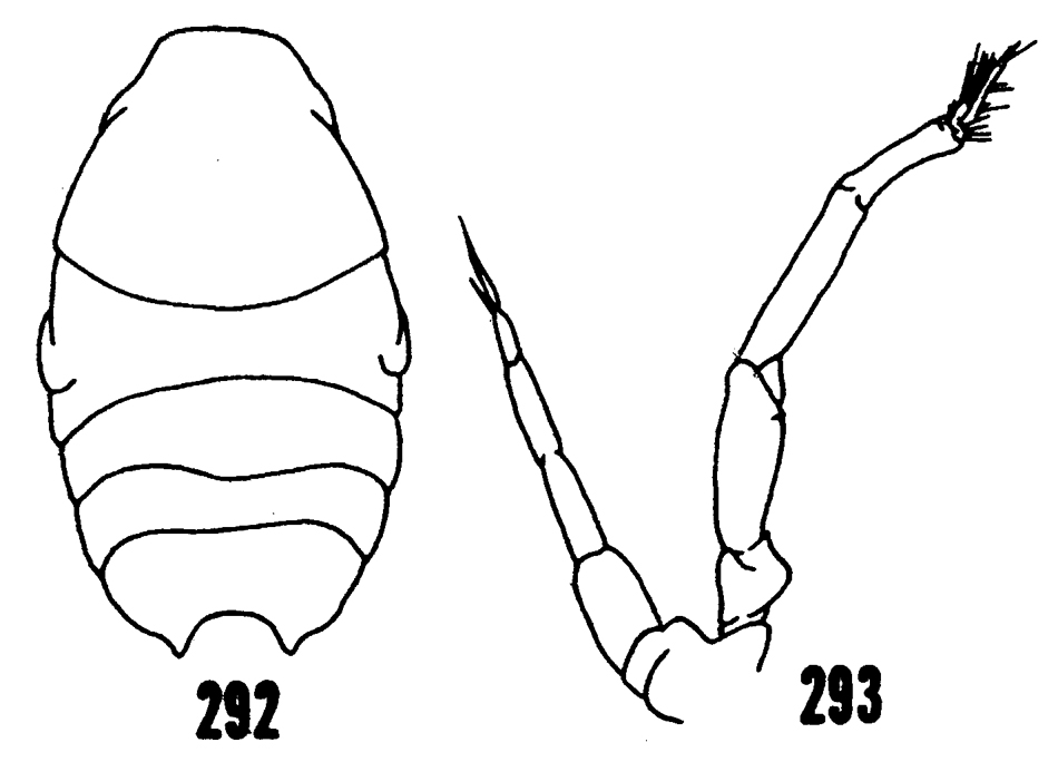 Species Phaenna spinifera - Plate 22 of morphological figures