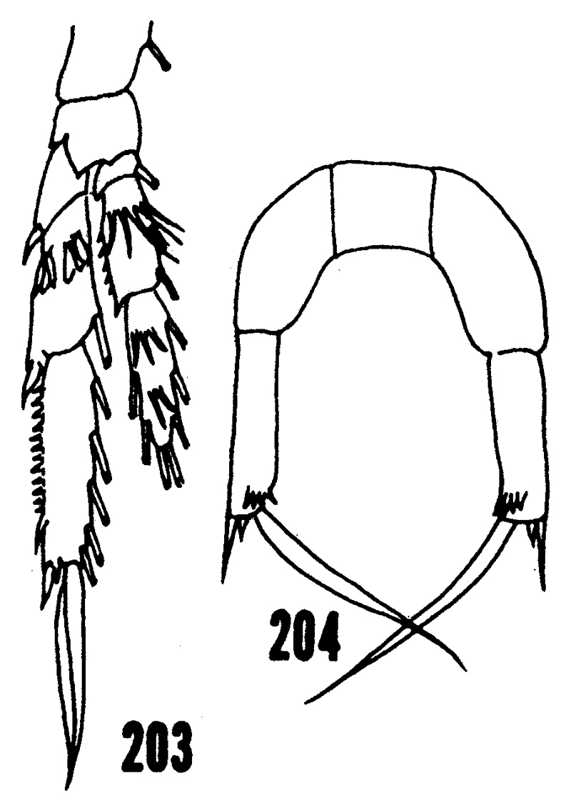 Espce Paracalanus aculeatus - Planche 12 de figures morphologiques