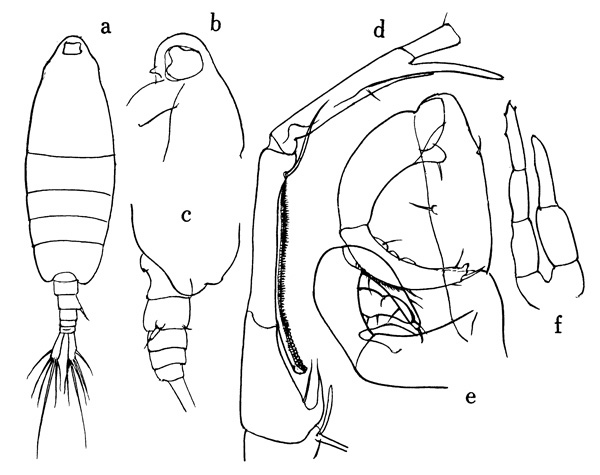 Species Tortanus (Atortus) rubidus - Plate 1 of morphological figures