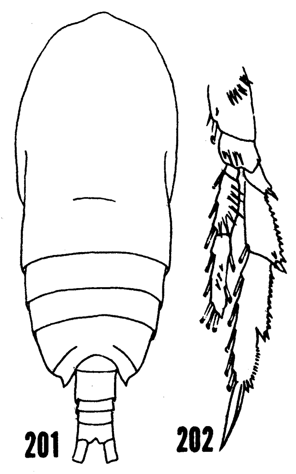 Species Acrocalanus longicornis - Plate 18 of morphological figures