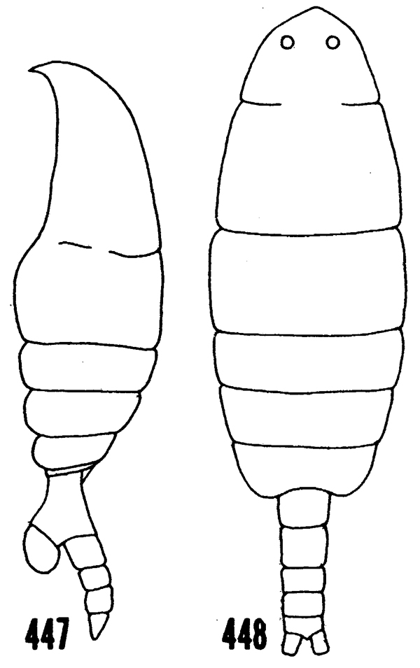 Espèce Temoropia mayumbaensis - Planche 6 de figures morphologiques