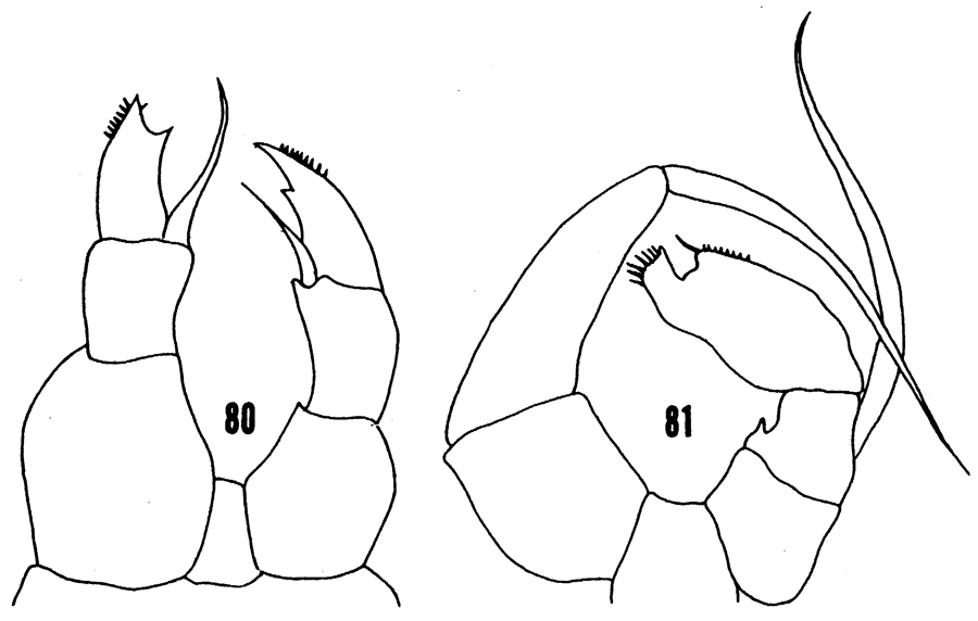 Espèce Temoropia mayumbaensis - Planche 7 de figures morphologiques