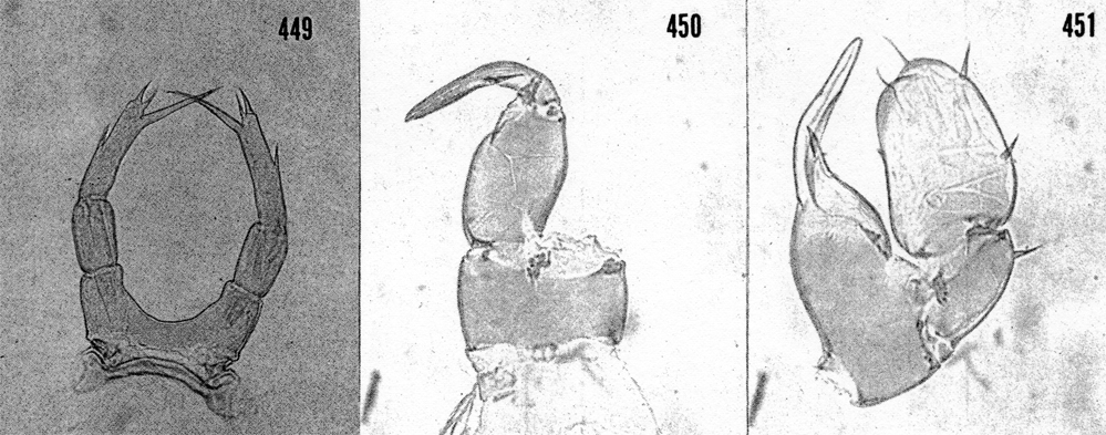 Species Temora stylifera - Plate 20 of morphological figures