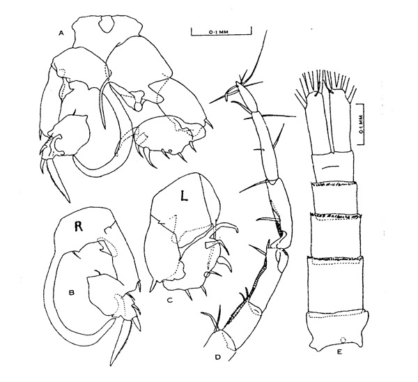 Espèce Isias uncipes - Planche 2 de figures morphologiques