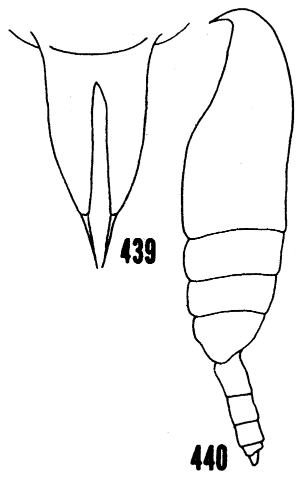 Espèce Amallothrix gracilis - Planche 12 de figures morphologiques