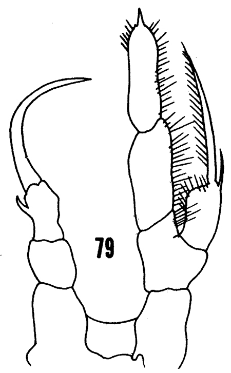 Espèce Rhincalanus nasutus - Planche 22 de figures morphologiques