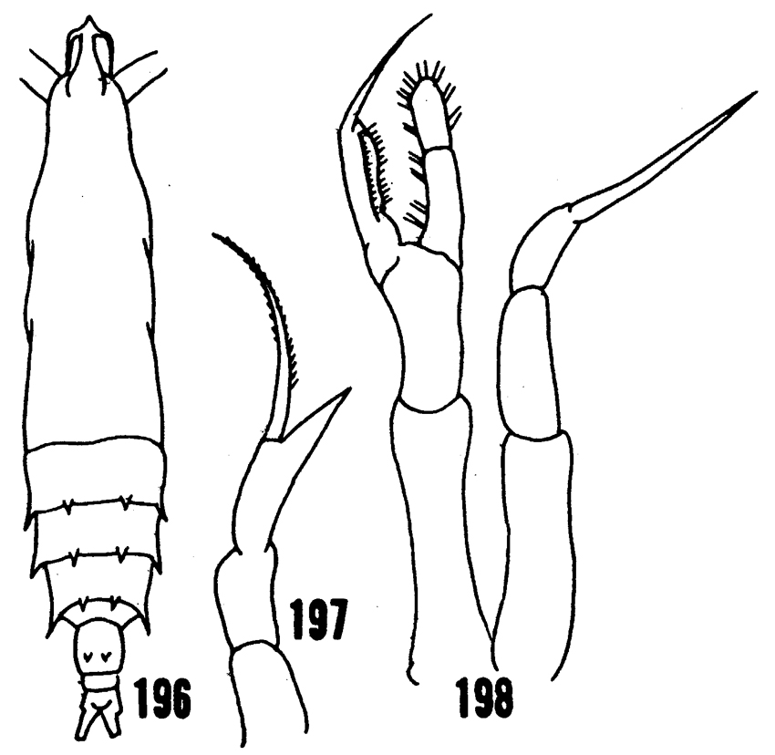 Espce Rhincalanus rostrifrons - Planche 9 de figures morphologiques