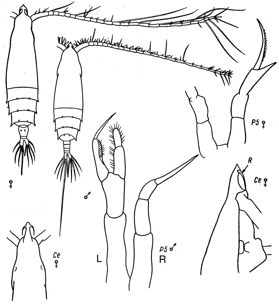 Species Rhincalanus rostrifrons - Plate 8 of morphological figures