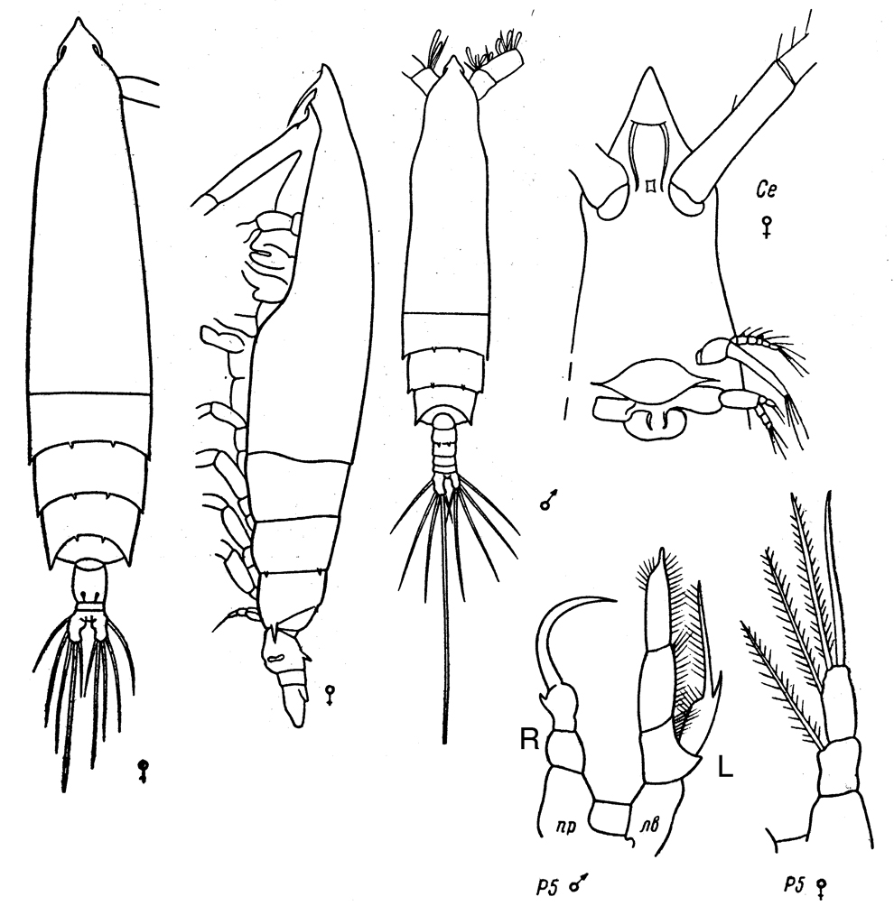 Espèce Rhincalanus nasutus - Planche 23 de figures morphologiques