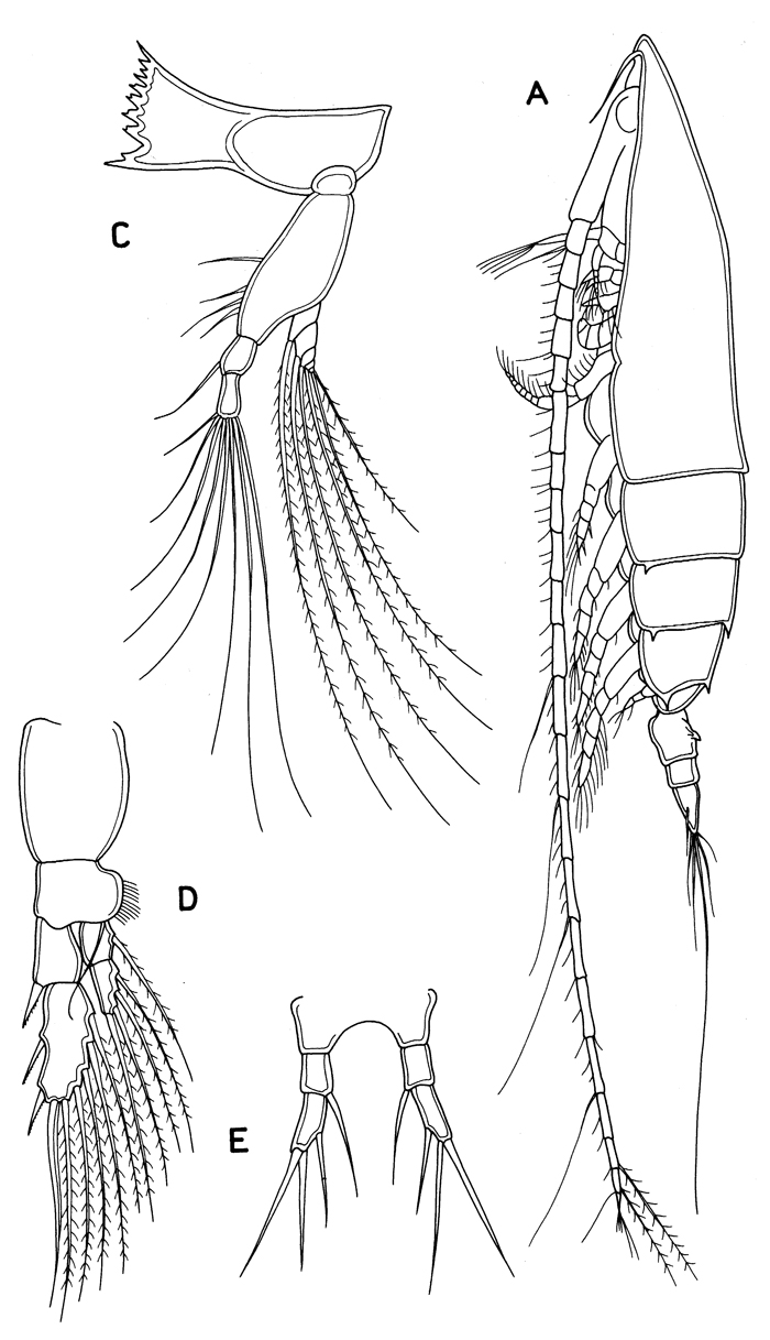 Espèce Rhincalanus nasutus - Planche 24 de figures morphologiques