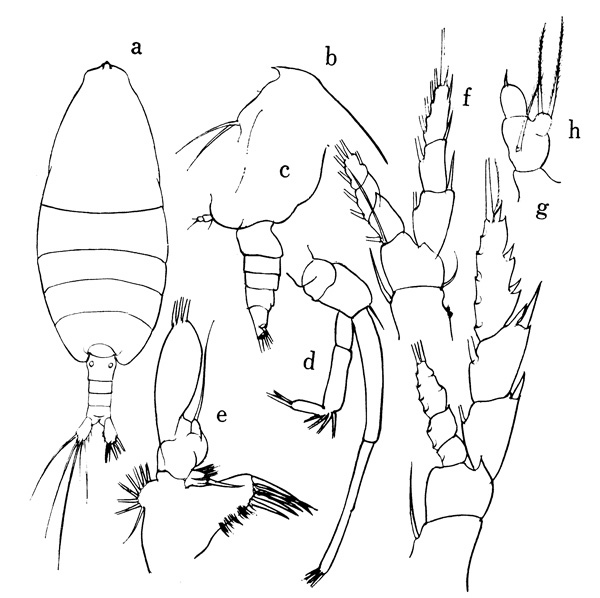 Espce Arietellus simplex - Planche 2 de figures morphologiques