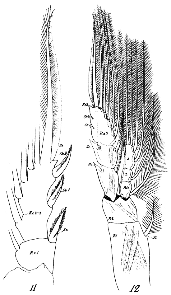 Species Rhincalanus nasutus - Plate 25 of morphological figures