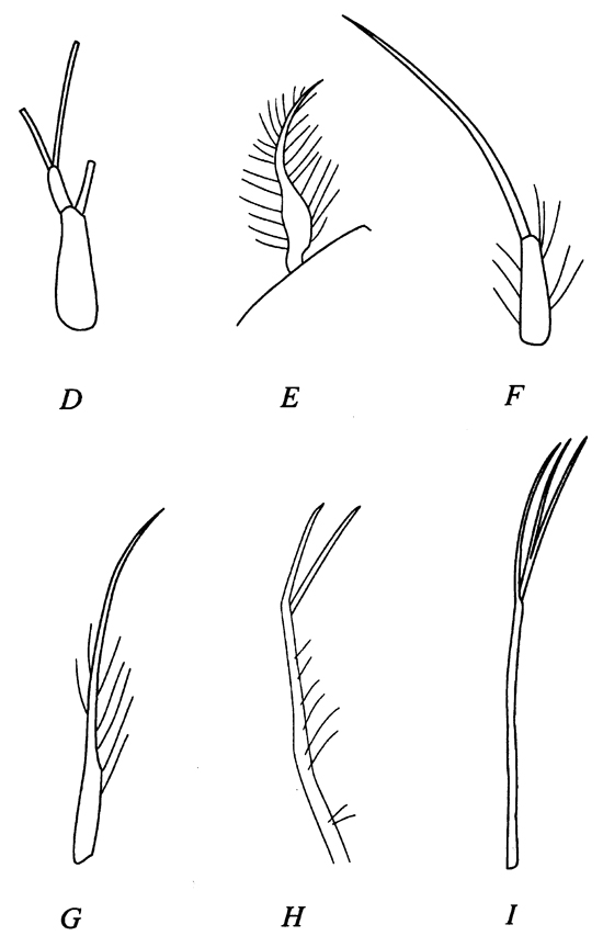 Espce Bradyidius pacificus - Planche 7 de figures morphologiques