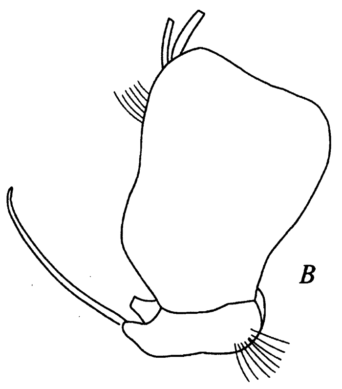 Espce Bradyidius pacificus - Planche 8 de figures morphologiques
