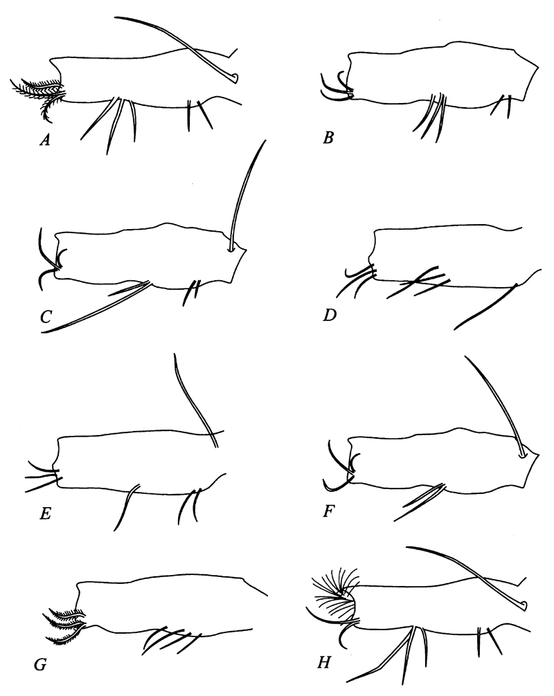 Espce Bradyidius pacificus - Planche 9 de figures morphologiques