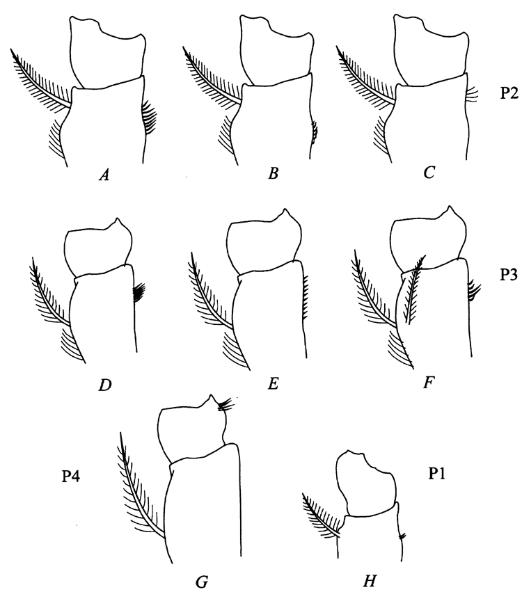 Espce Bradyidius pacificus - Planche 10 de figures morphologiques