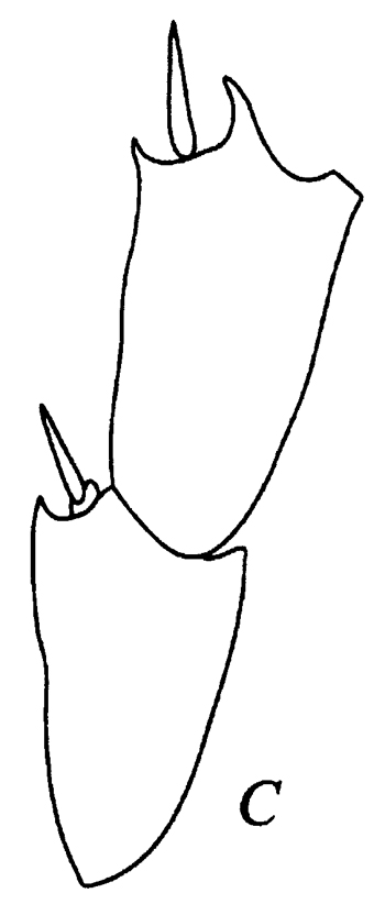 Espce Bradyidius pacificus - Planche 11 de figures morphologiques