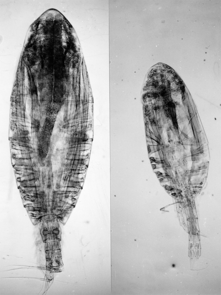 Espce Drepanopus pectinatus - Planche 14 de figures morphologiques