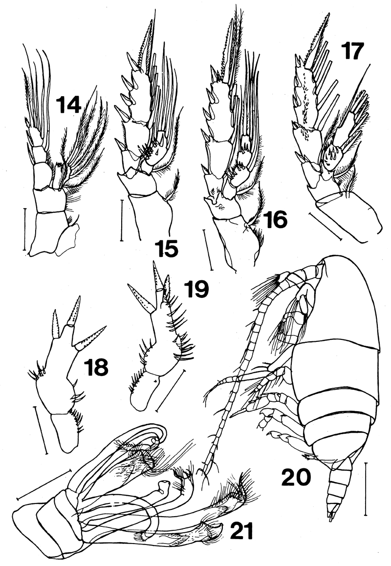 Species Xanthocalanus marlyae - Plate 4 of morphological figures