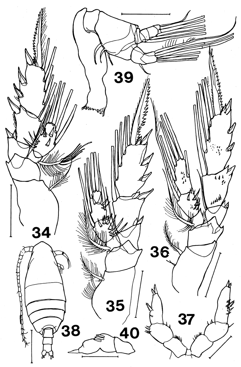 Species Xanthocalanus marlyae - Plate 7 of morphological figures