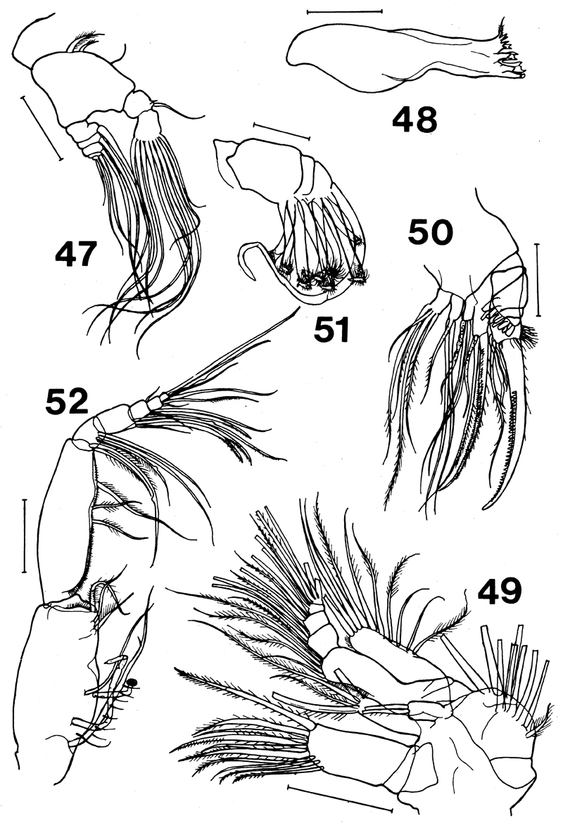 Species Brachycalanus bjornbergae - Plate 2 of morphological figures