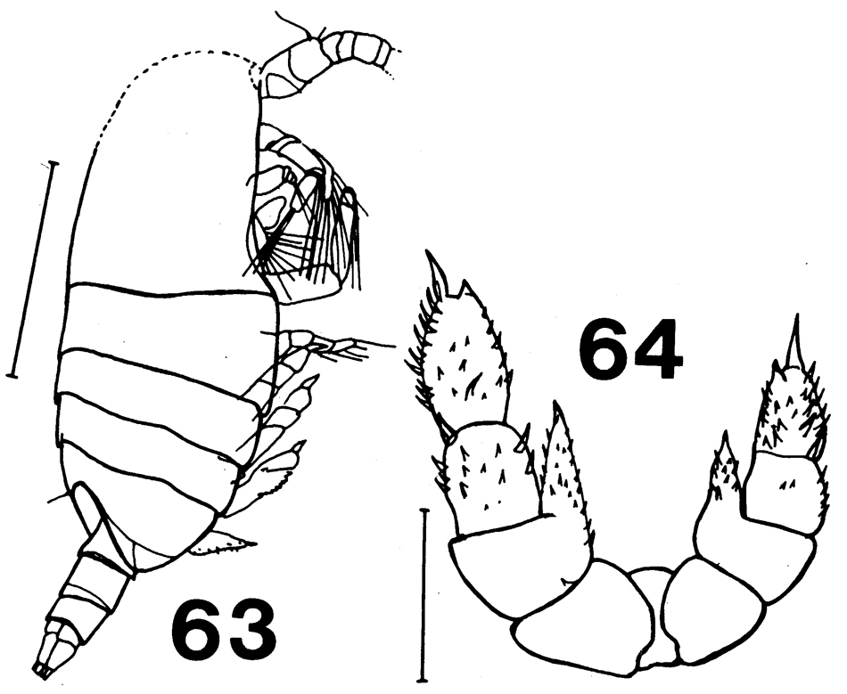 Species Brachycalanus bjornbergae - Plate 5 of morphological figures