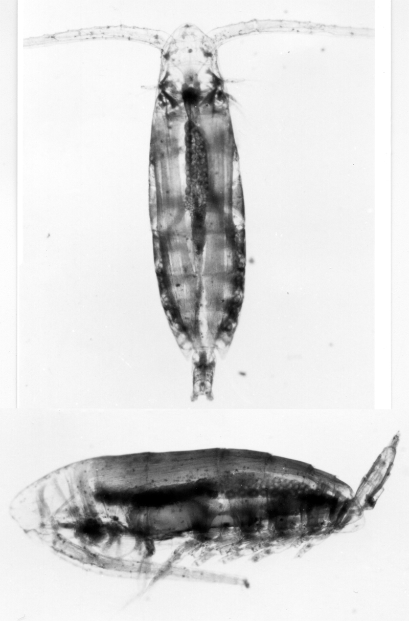 Espce Calanoides acutus - Planche 16 de figures morphologiques