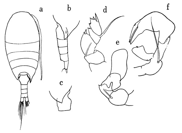 Species Nullosetigera impar - Plate 1 of morphological figures