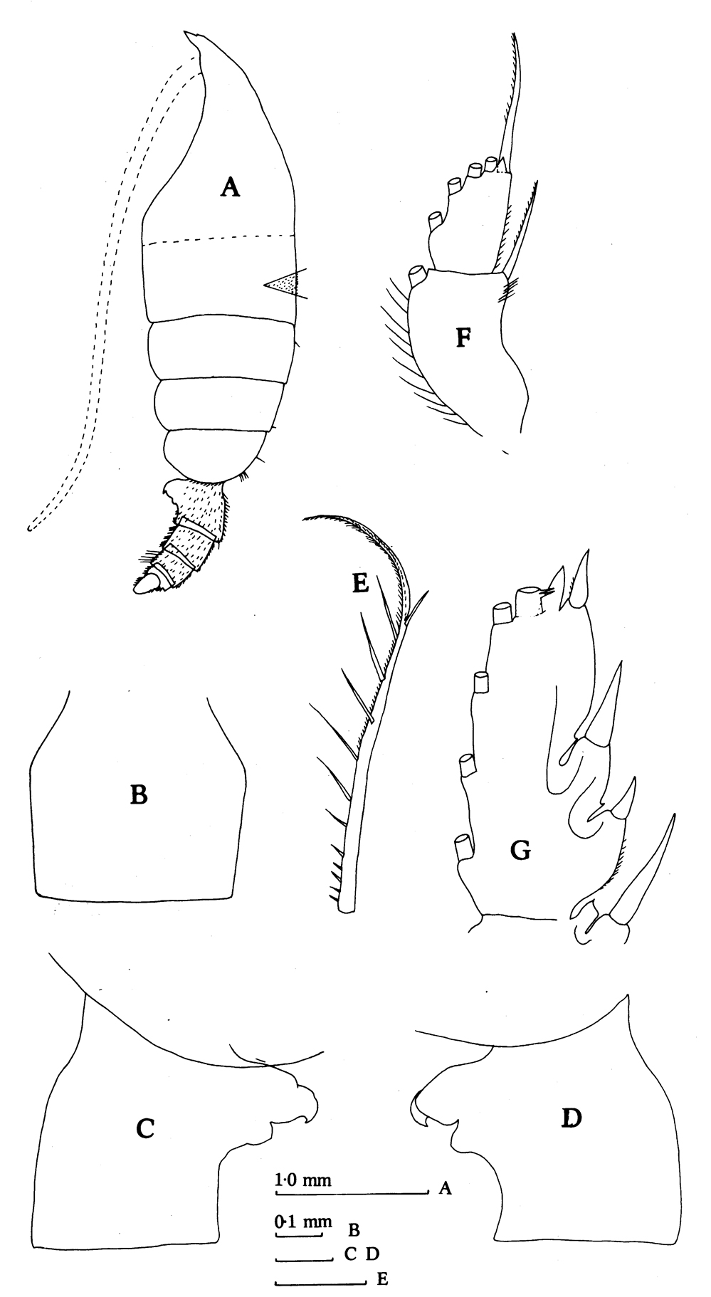 Species Euchaeta pubera - Plate 6 of morphological figures