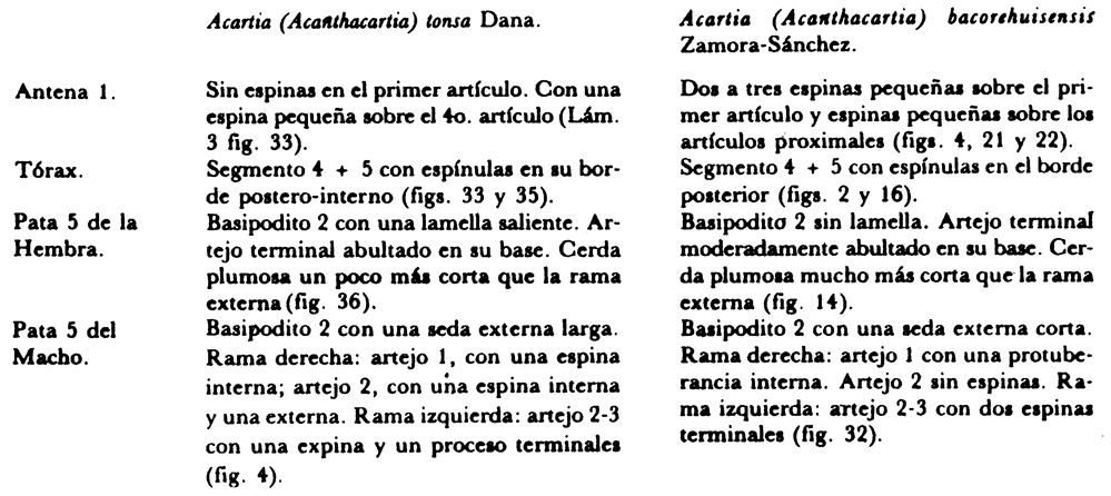 Espce Acartia (Acanthacartia) bacorehuiensis - Planche 3 de figures morphologiques