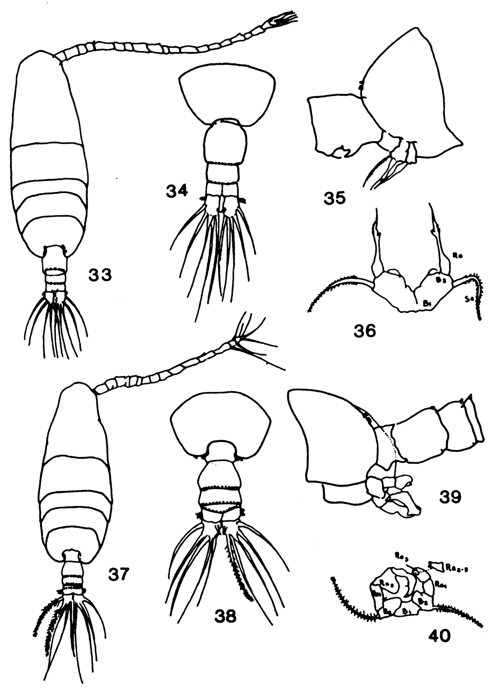 Species Acartia (Acanthacartia) tonsa - Plate 27 of morphological figures