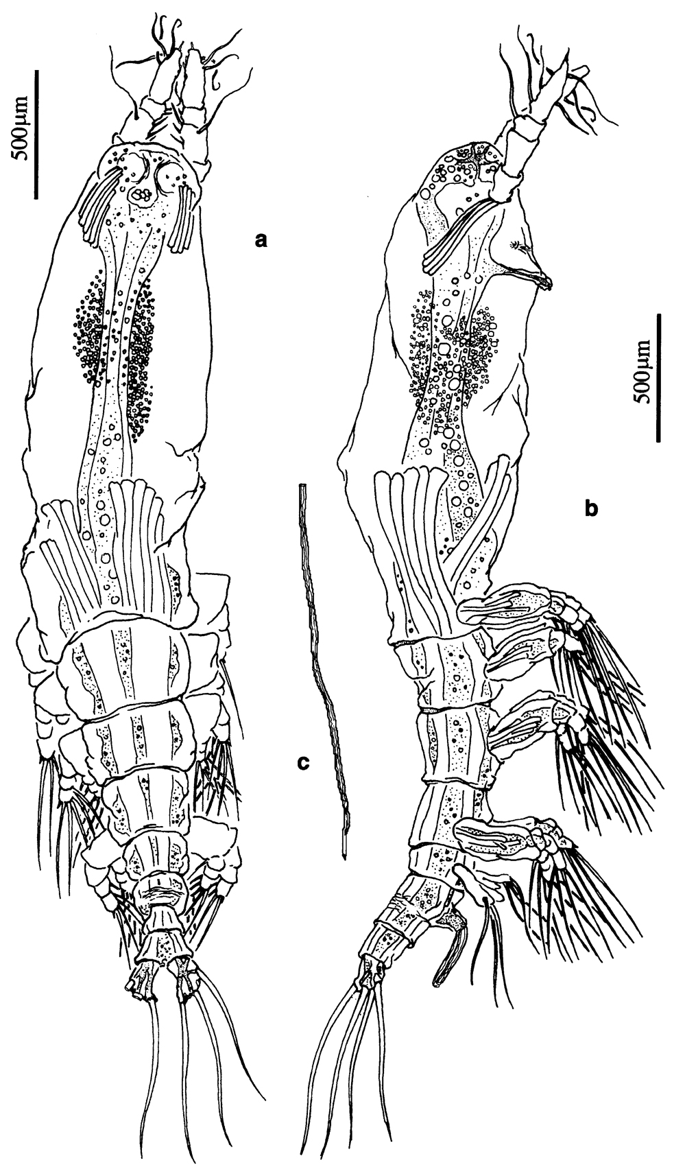 Species Cymbasoma germanicum - Plate 1 of morphological figures