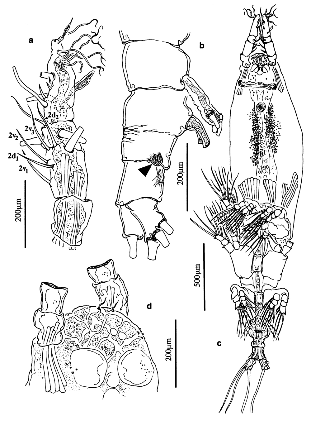 Species Cymbasoma germanicum - Plate 2 of morphological figures