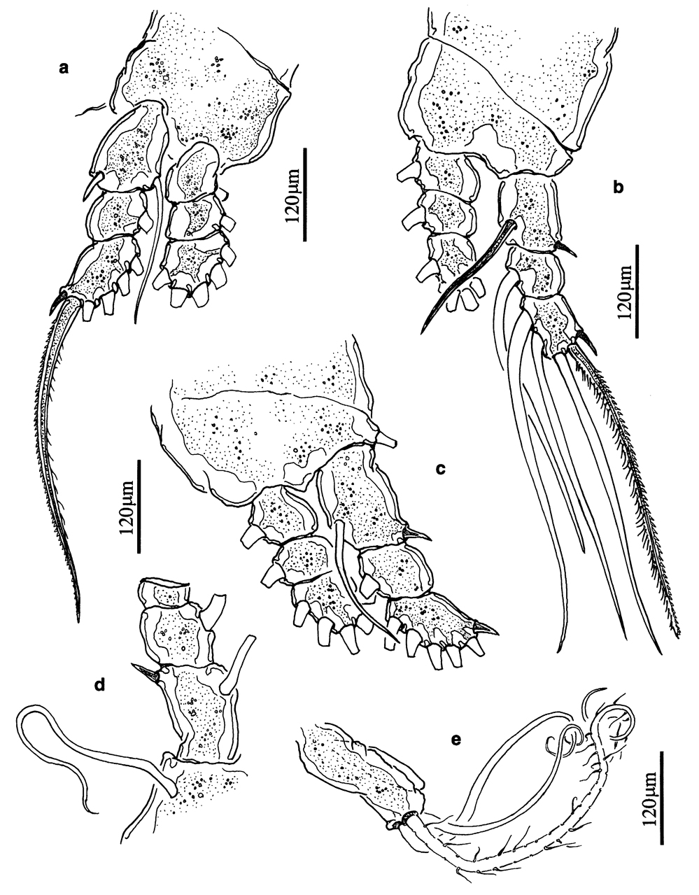 Species Cymbasoma germanicum - Plate 3 of morphological figures