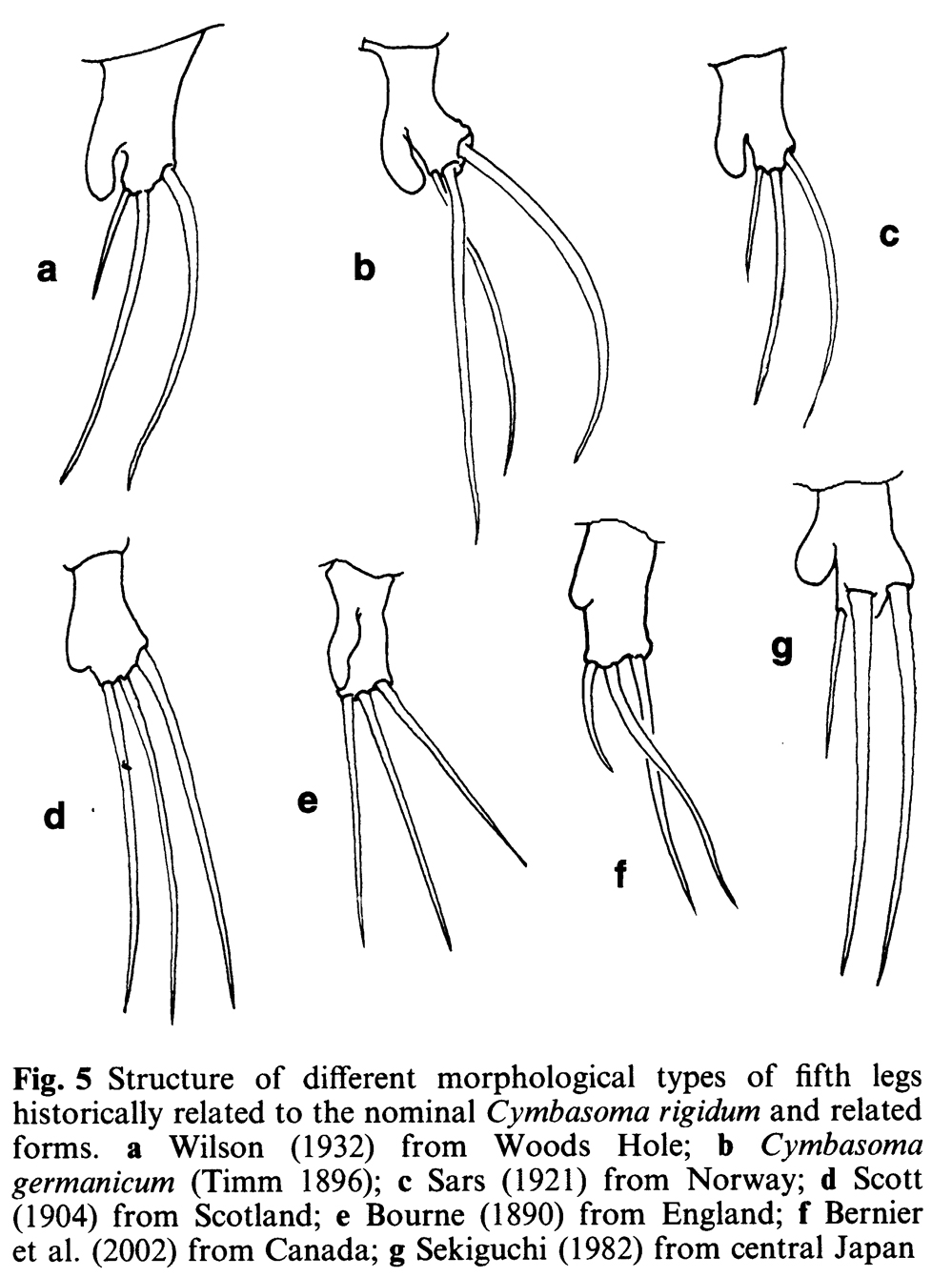 Species Cymbasoma rigidum - Plate 4 of morphological figures
