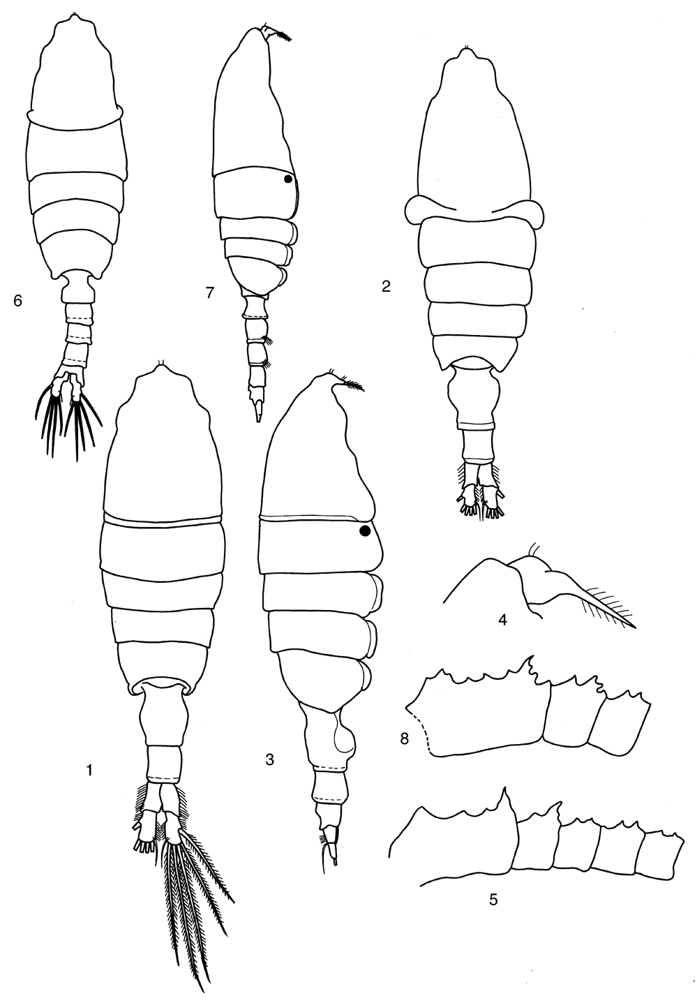 Espce Pleuromamma scutullata - Planche 4 de figures morphologiques