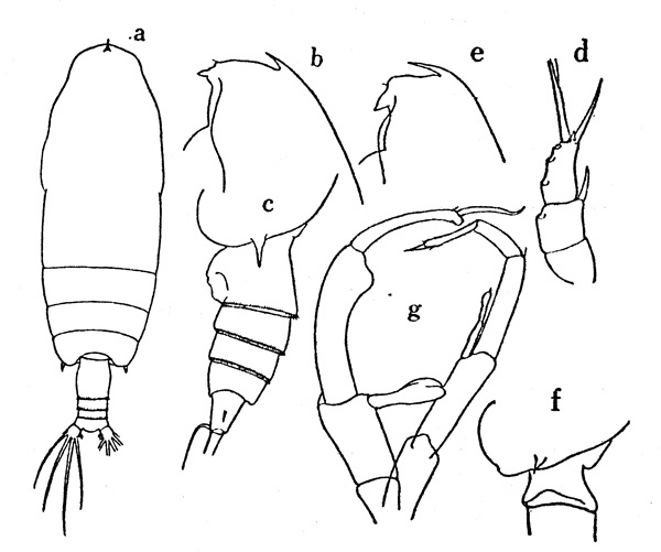 Species Gaetanus kruppii - Plate 1 of morphological figures