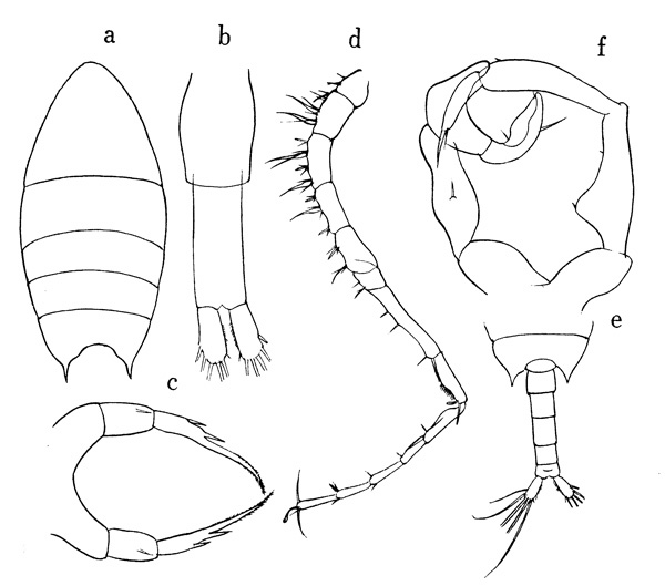 Espce Calanopia minor - Planche 1 de figures morphologiques